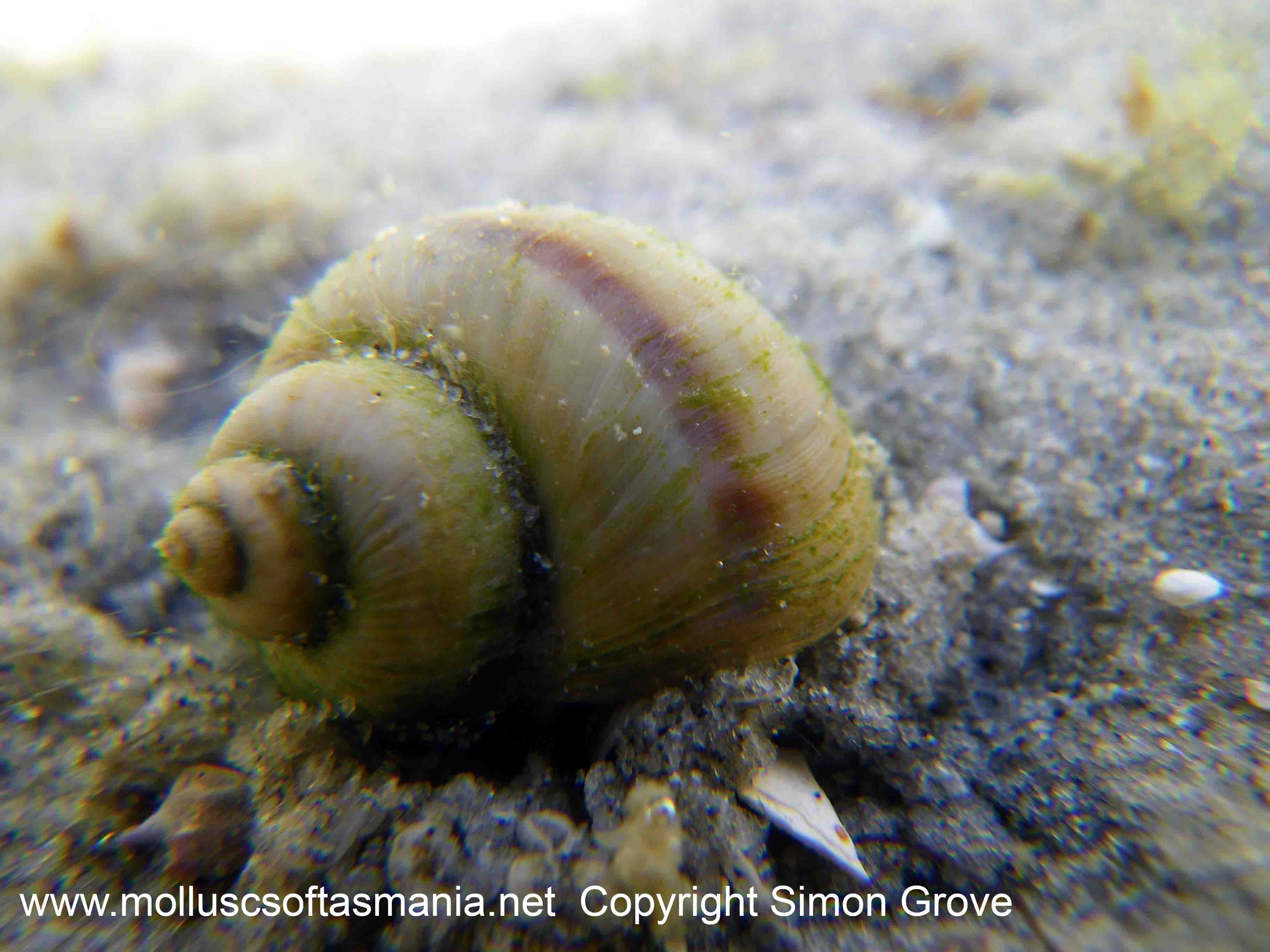 Представитель Семейства Amphibolidae
